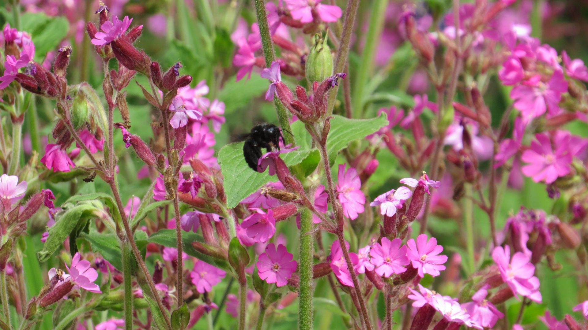 Pollinators monitoring in the garden